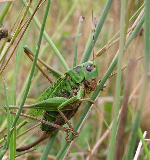 Vortebider