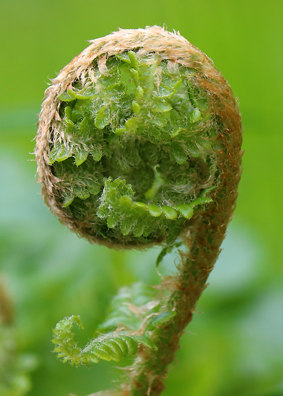 Nyt blad. Almindelig mangeløv