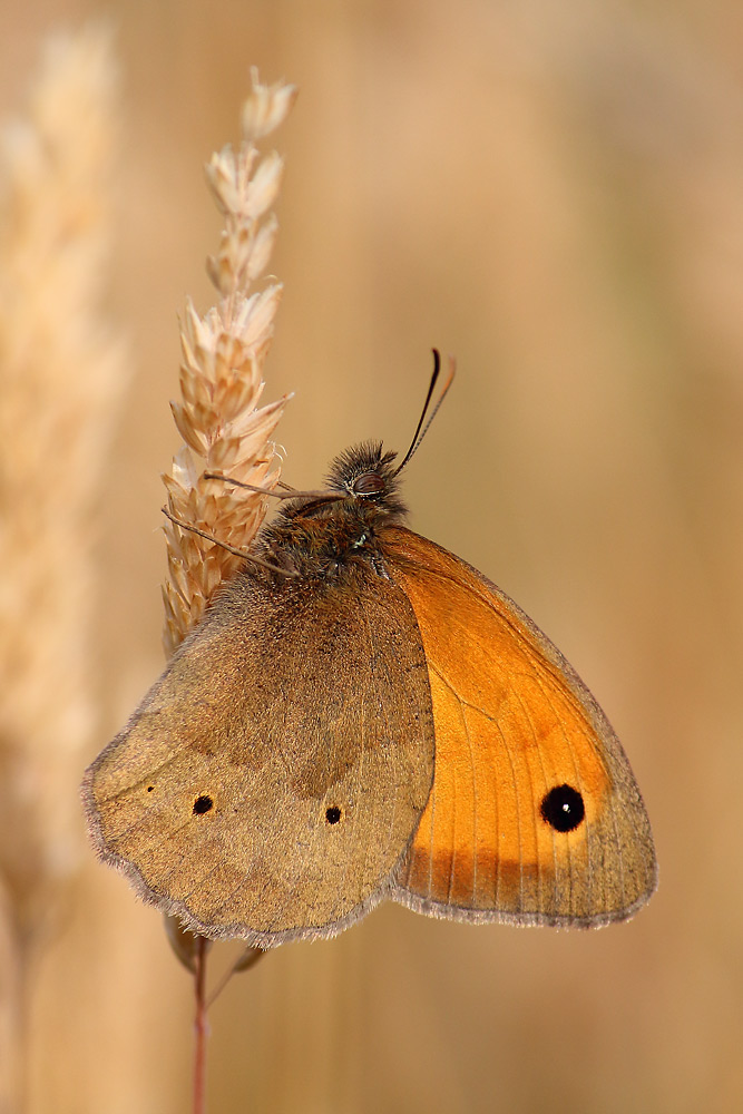 Græsrandøje Rømø