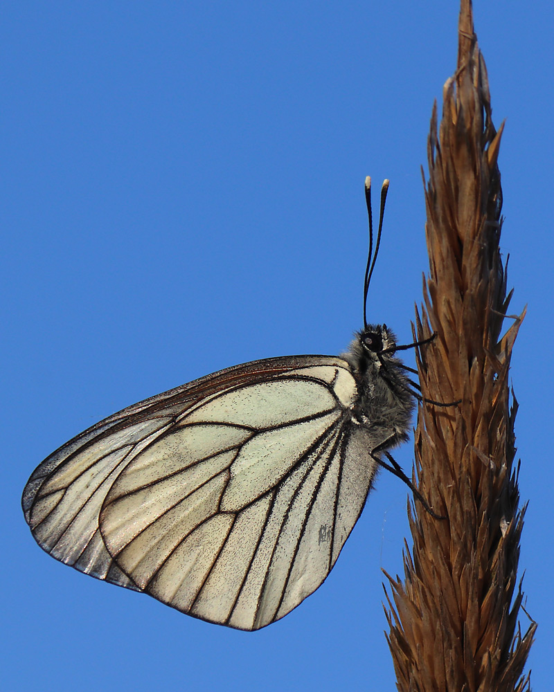 Sortåret hvidvinge Vigsø