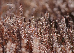 afblomstret-hedelyng