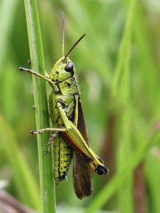 Almindelig Markgræshoppe