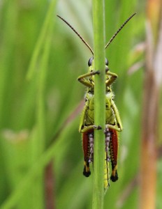 Almindelig Markgræshoppe gemmer sig