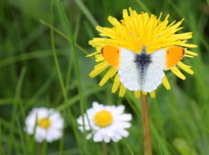 Aurora i mælkebøtte