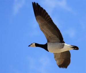 En flyvende Bramgås