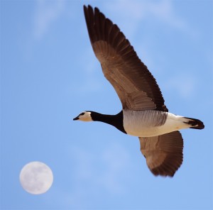 Bramgås foran fuldmåne
