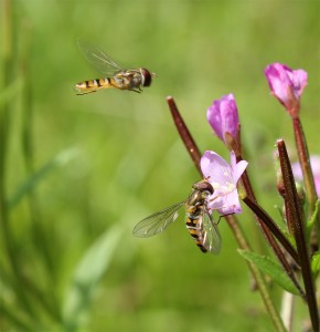 Dobbeltbåndet svirrefluer