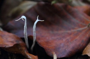 Grenet stødsvamp på bøgebund