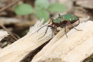 Grøn Sandspringer på flis