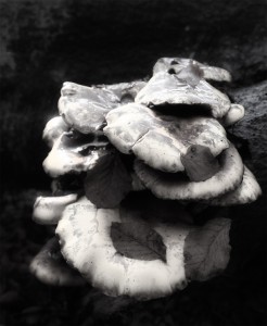 Infarød effekt på svampe Infa red effect