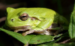 Løvfrø