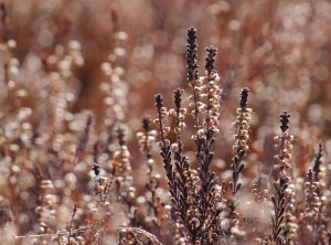 overvintrende-hedelyng