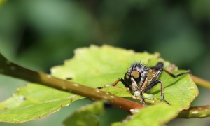 Rovflue med cikade. Neoitamus Cyranuyanurus