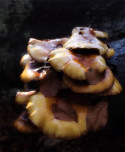 Softfilter effekt på svampe Højtsiddende Skælhat gennem et softfilter