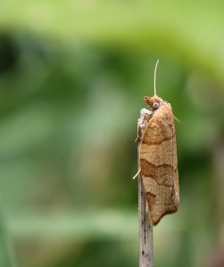 Vikler. Pandemis Cerasana